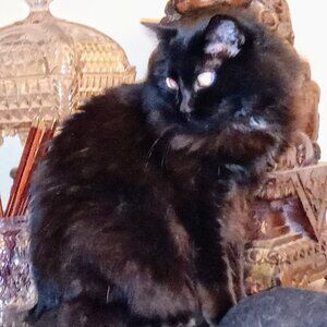 Meet your Posher,💐CC